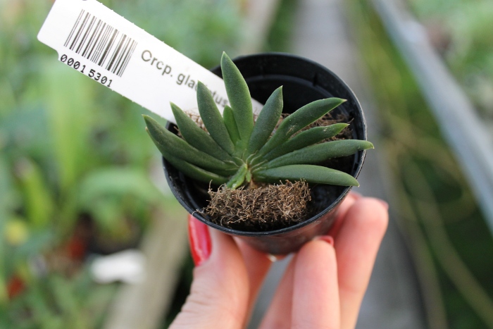 Ornithocephalus gladiatus.JPG