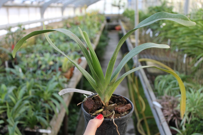 Angraecum longicalcar x sesquipedale.JPG