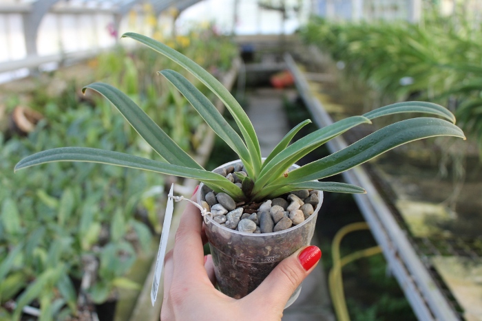 Paphiopedilum henryanum.JPG