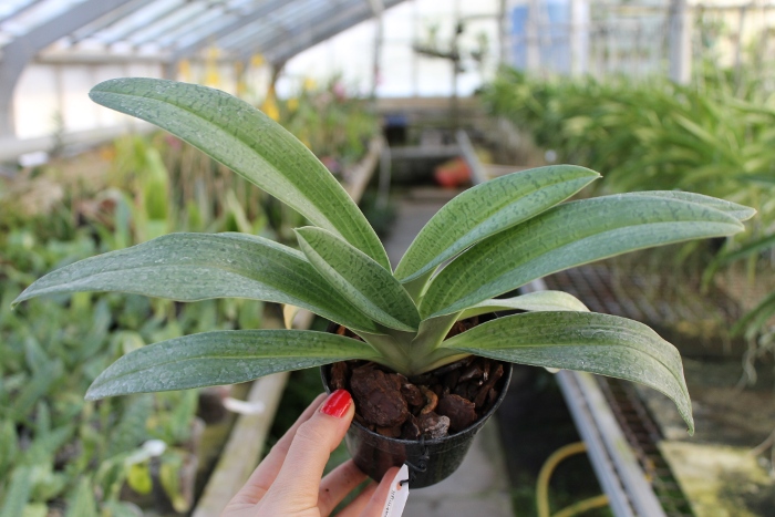 Paphiopedilum sukhakulii x kolopakingii.JPG