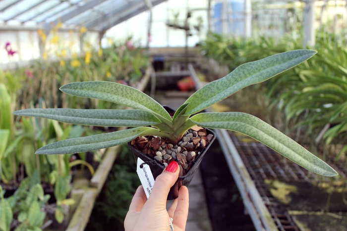 Paphiopedilum Gloria Naugle (rothschildianum x micranthum).JPG