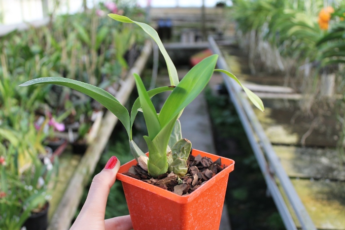 Cuitlauzina pendulum.JPG