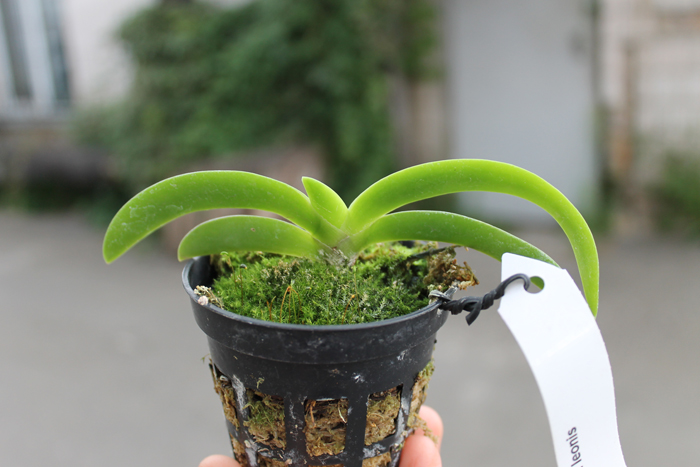 Angraecum leonis.jpg