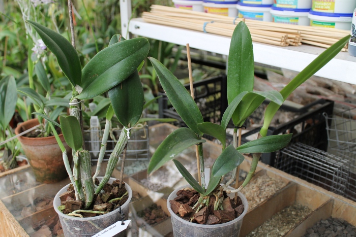 B.digbyana x C. Little Oliver.JPG