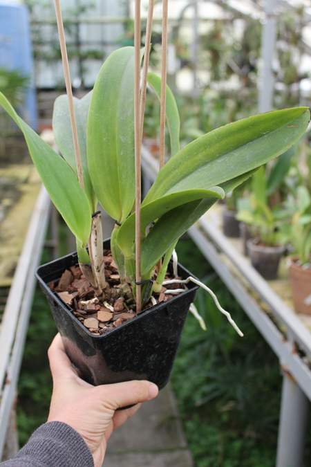 Laeliocattleya Dinard 'Blue Heaven'.jpg