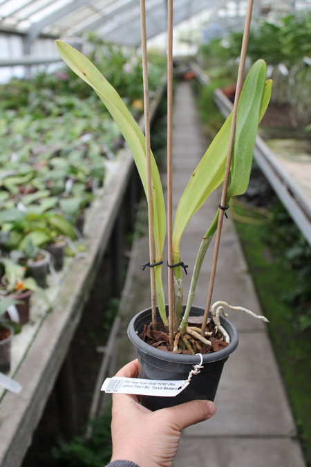 Potinara Haw Yuan Gold 'YC#2'.jpg