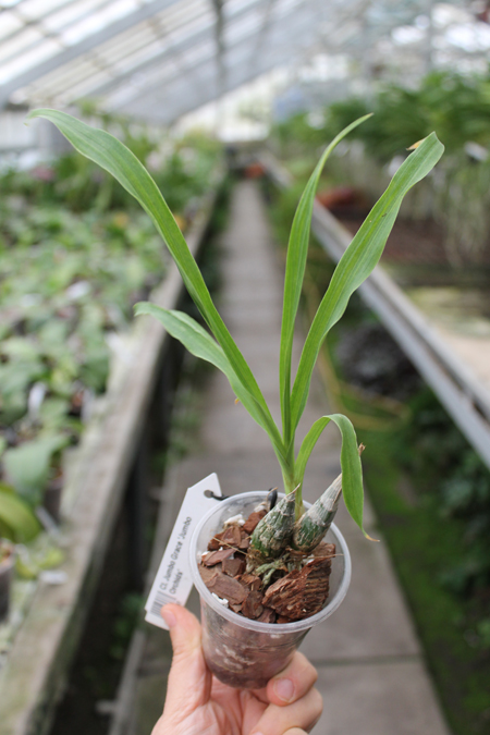 Clowesia Jumbo Grace 'Jumbo Orchids'.jpg