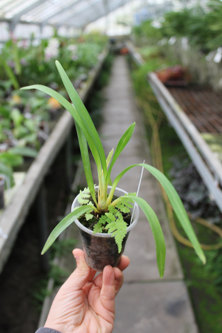Cymbidium Isle 'Flamingo Three Lips'.jpg
