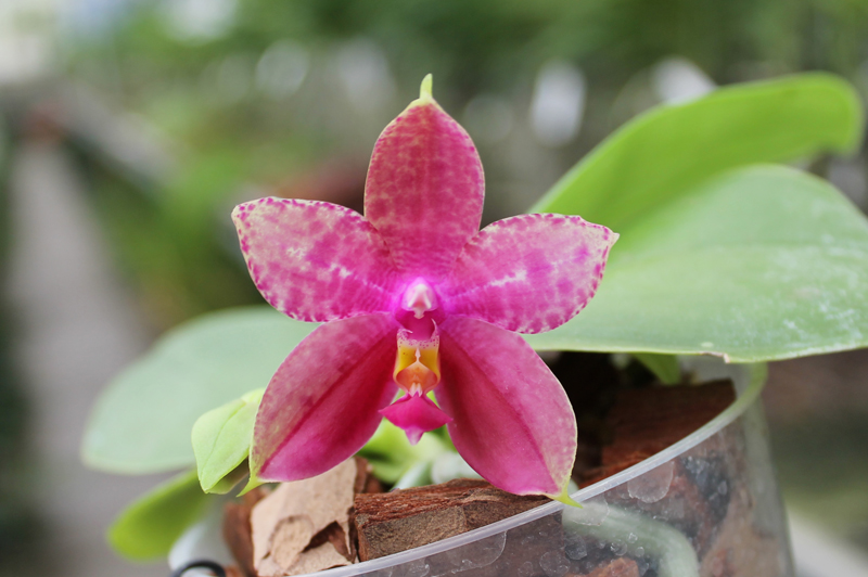 Phalaenopsis Ld Bellina Eagle x Prima.jpg
