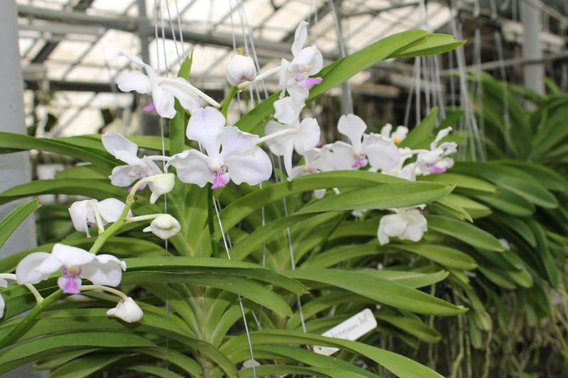 Vanda Nakorn Sawan Belle x luzonica.jpg