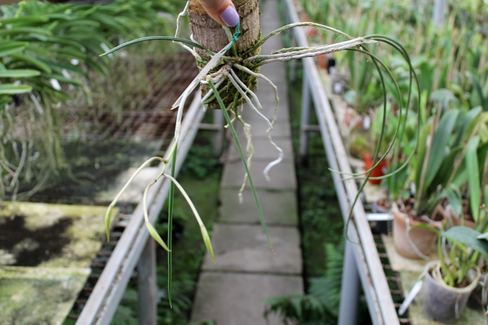 Brassavola flagellaris.JPG