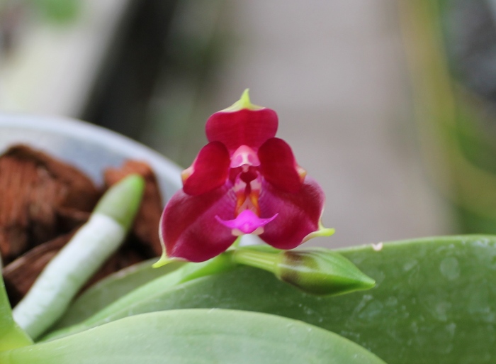 Phalaenopsis LD's Bear Queen x cornu cervi red .JPG