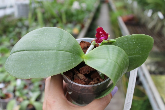 Phalaenopsis LD's Bear Queen x cornu cervi red.JPG
