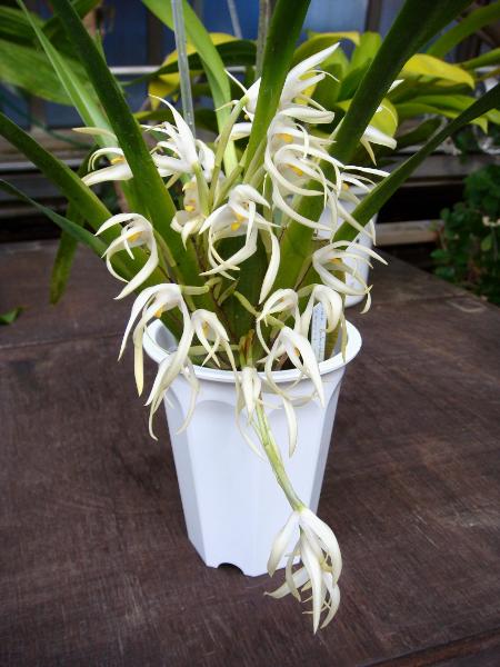 Maxillaria splendens .JPG