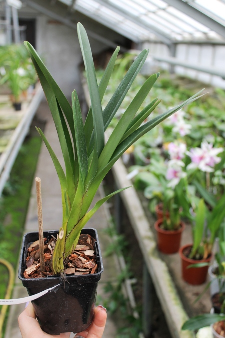 Maxillaria splendens.JPG