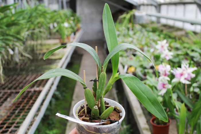 Prosthechea fragrans.JPG