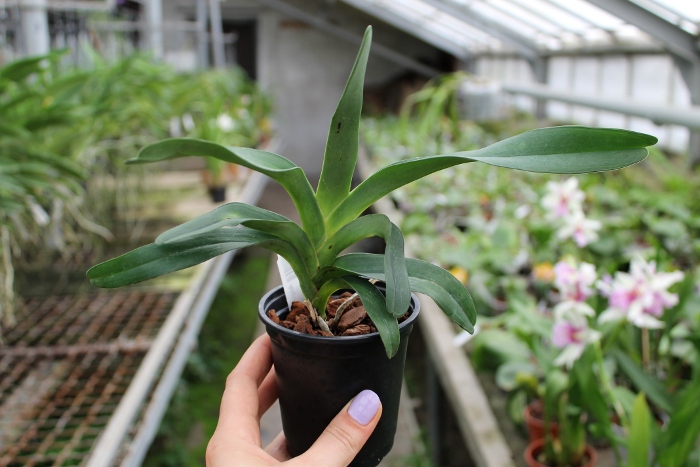 Angraecum sesquipedale.JPG