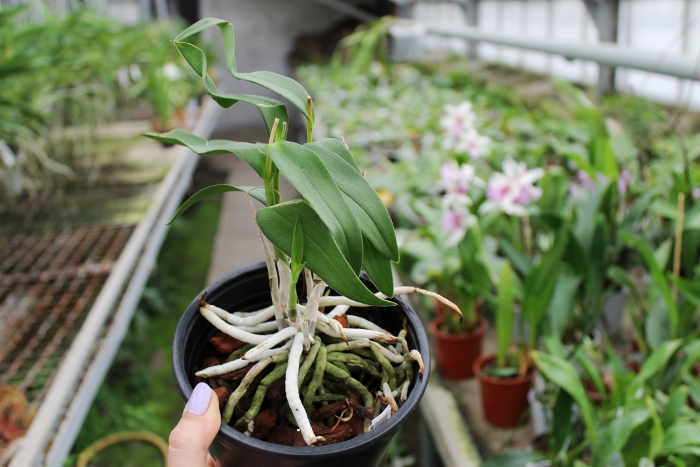 Barkeria spectabilis.JPG