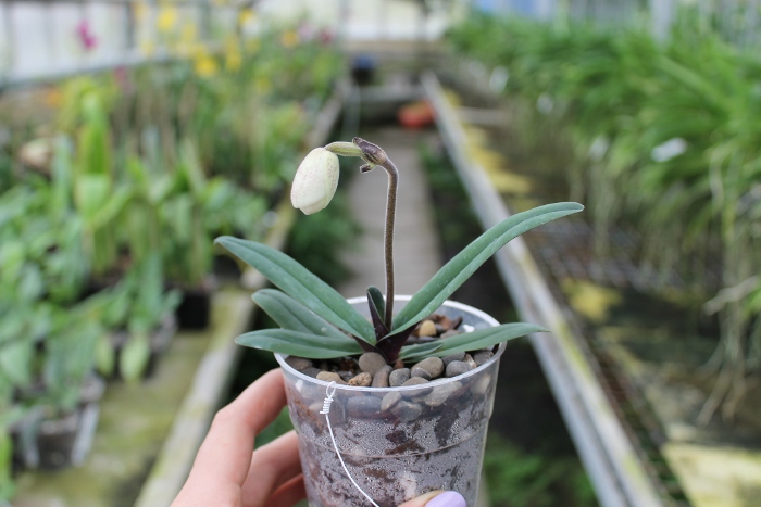 Paphiopedilum niveum.JPG