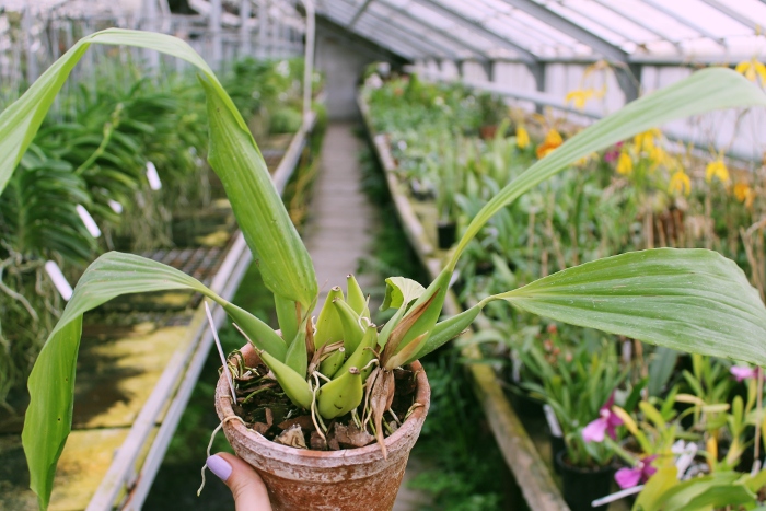 Coelogyne speciosa.JPG