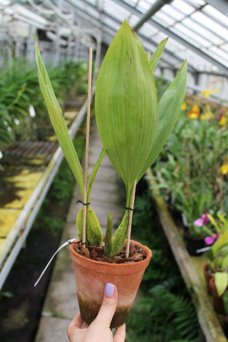 Coelogyne pandurata.JPG