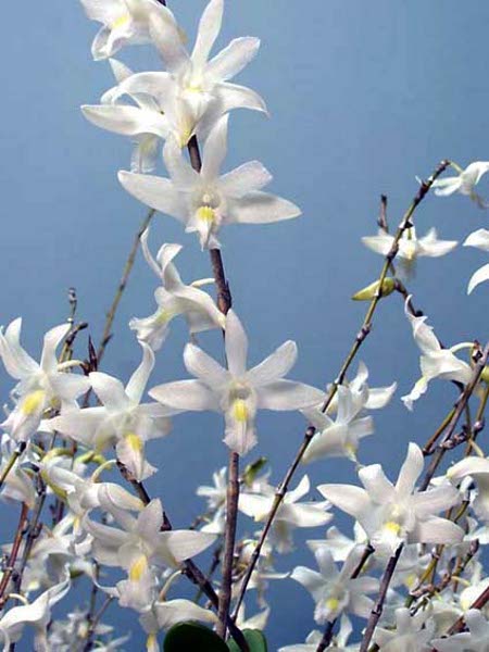 Dendrobium crumenatum .jpg