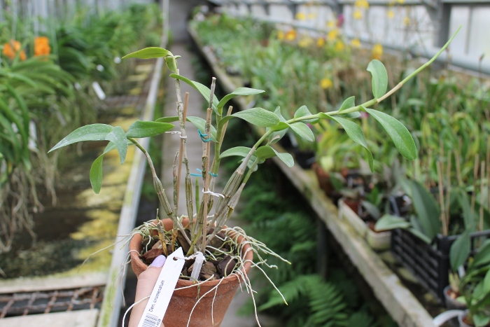 Dendrobium crumenatum.JPG