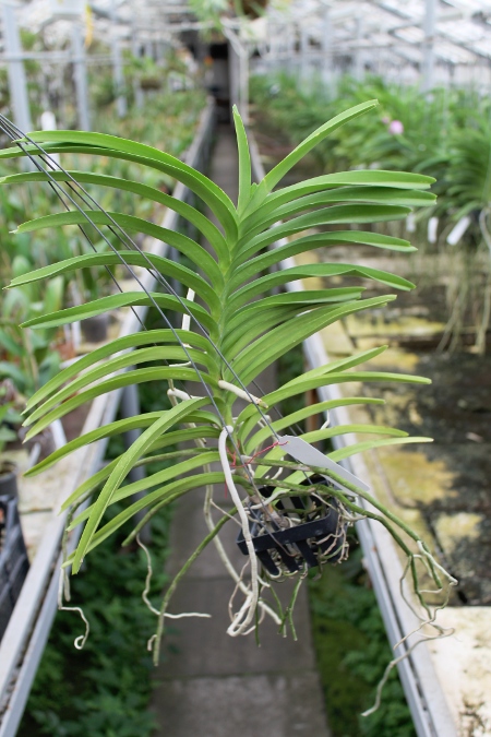 Vanda tessellata.JPG