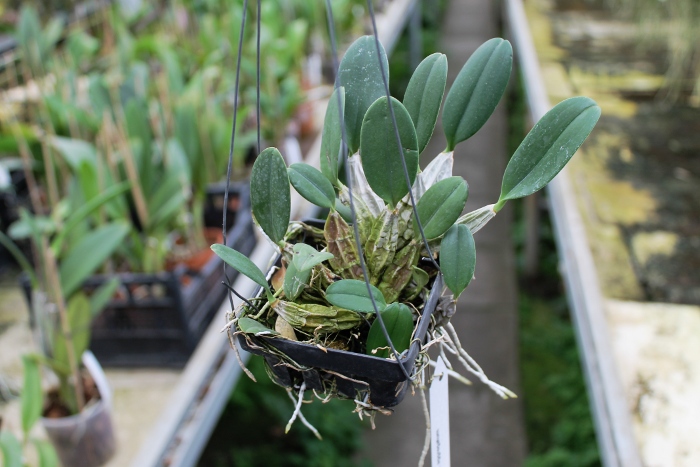 Dendrobium aggregatum.JPG