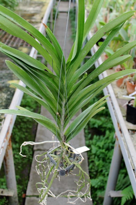 Ascocenda Princess Mikasa Blue.JPG