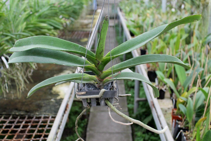 Rhynchostylis gigantea Orange.JPG