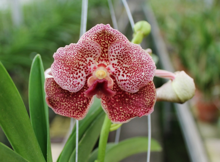 Vanda Thongchai x Vanda Mem Madame Pranerm .JPG