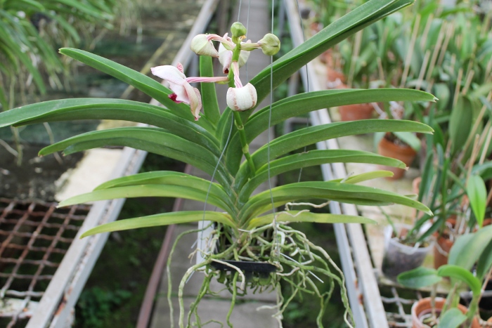 Vanda Thongchai x Vanda Mem Madame Pranerm.JPG