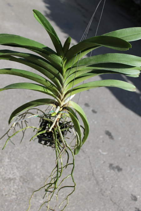 Aeridovanda Luang Prabang.jpg