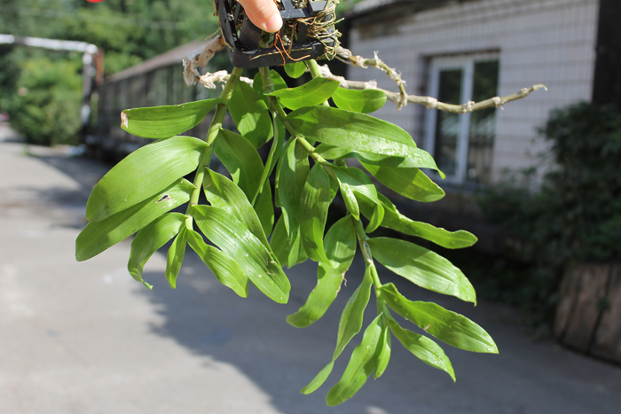 Dendrobium parishii.jpg