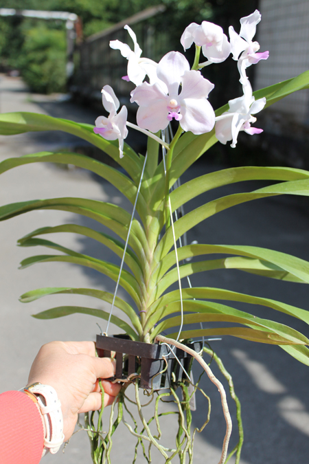 Vanda Nakorn Sawan Belle x luzonica.jpg