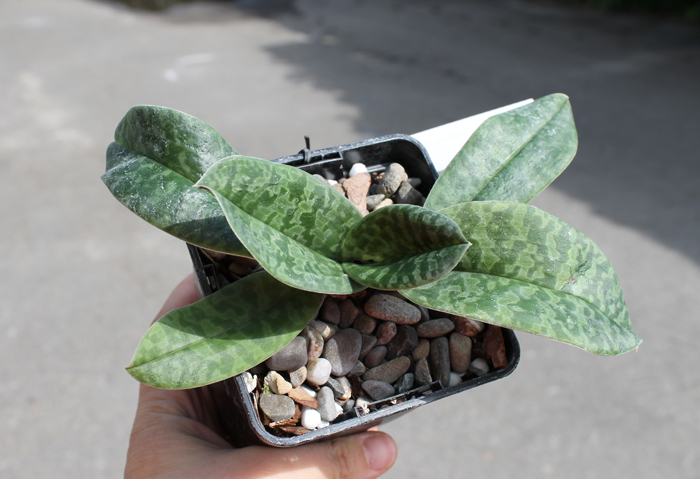 Paphiopedilum venustum.jpg