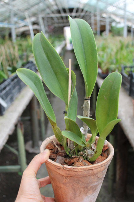 Brassolaeliocattleya Mahina Yahiro 'Ulii'.jpg