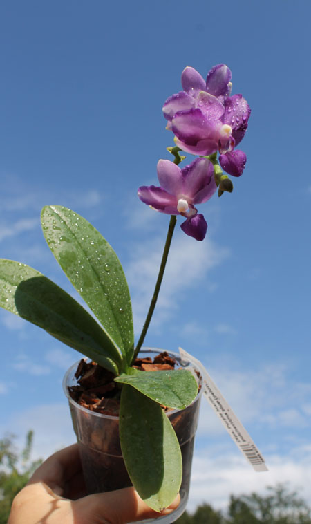 Doritaenopsis Purple Martin 'KS' x pulcherrima blue (peloric form).jpg