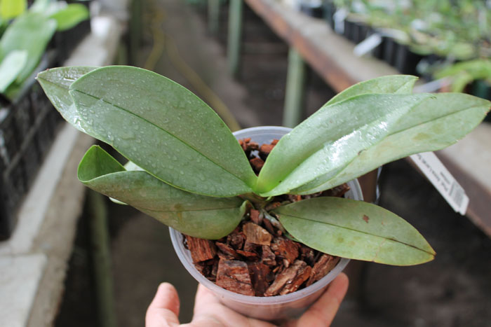 Phalaenopsis Anna-Larati Soekardi x chibae.jpg