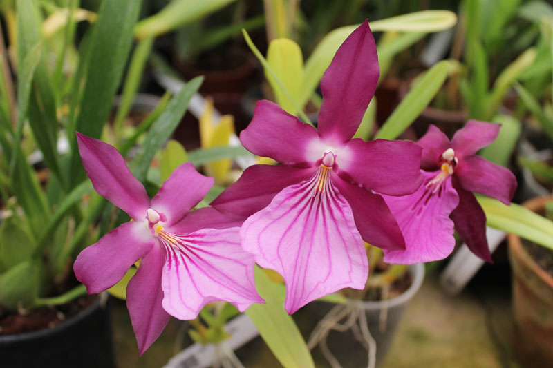 Miltonia spectabilis.jpg