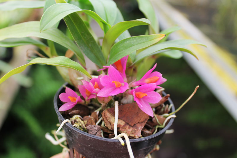 Dendrobium Hibiki (laevifolium x bracteosum).jpg