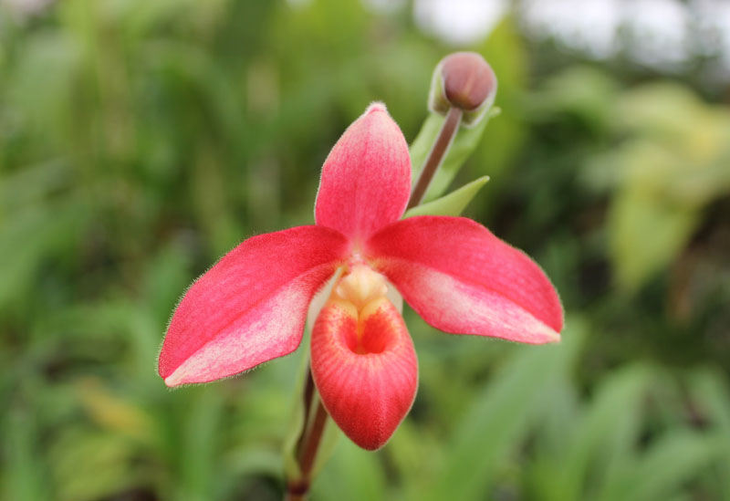 Phragmipedium Andean Fire (besseae x lidleyanum).jpg