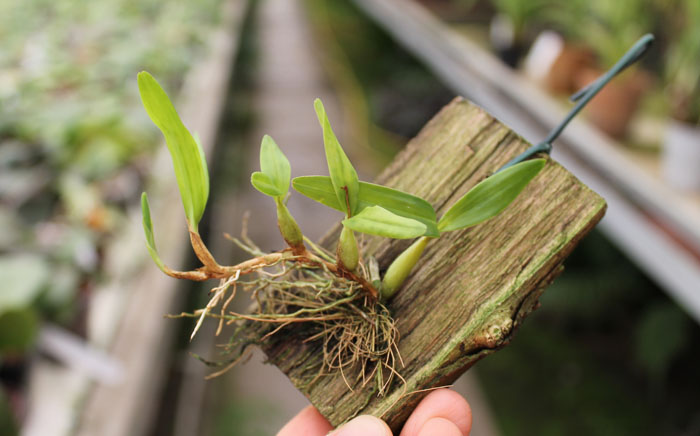 Dinema polybulbon.jpg