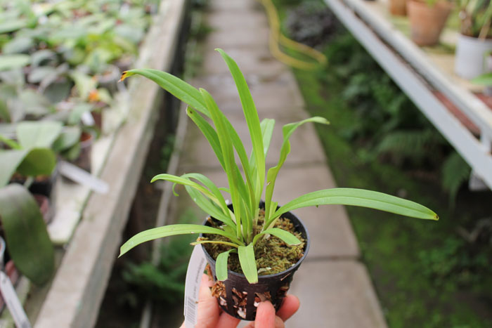 Dracula benedictii.jpg