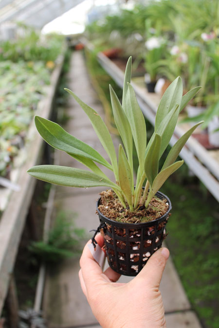 Masdevallia veitchiana.jpg