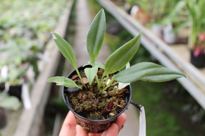 Masdevallia patula.jpg