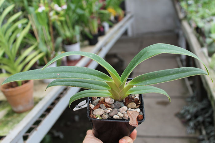 Phragmipedium Memory Dick Clements (besseae x sargentianum).jpg