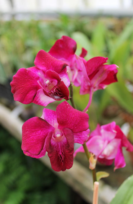 Dendrobium King Dragon x Lady Charm.jpg