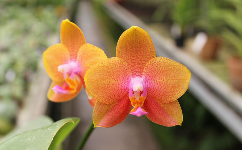 Doritaenopsis Sogo Meili x Phalaenopsis Ld's Bear Queen.jpg